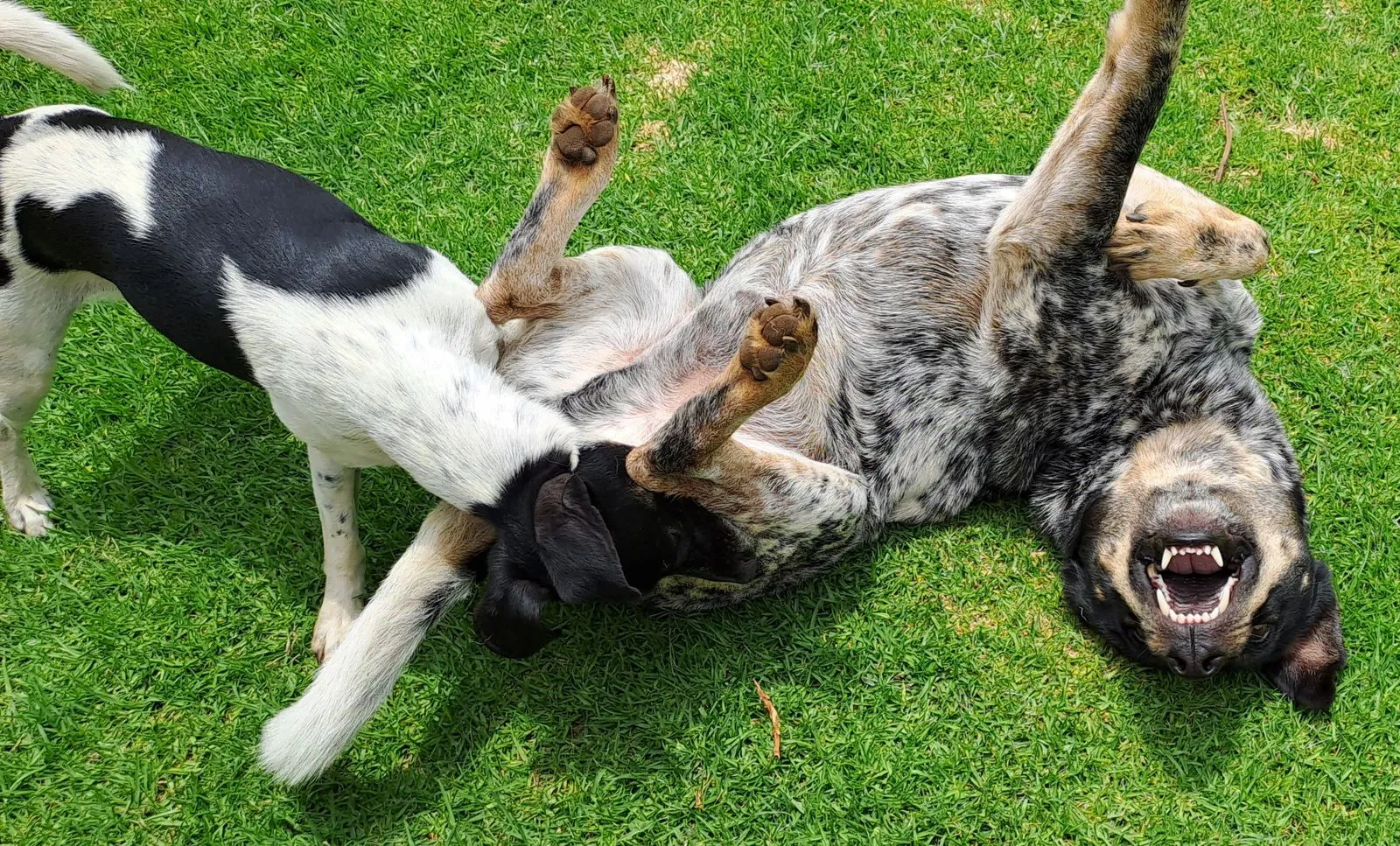 Two playful dogs enjoying a sunny day on a lush green grass lawn, having fun together.